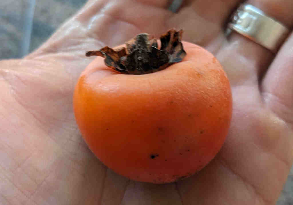 Eine kleine orange Kaki in einer Hand