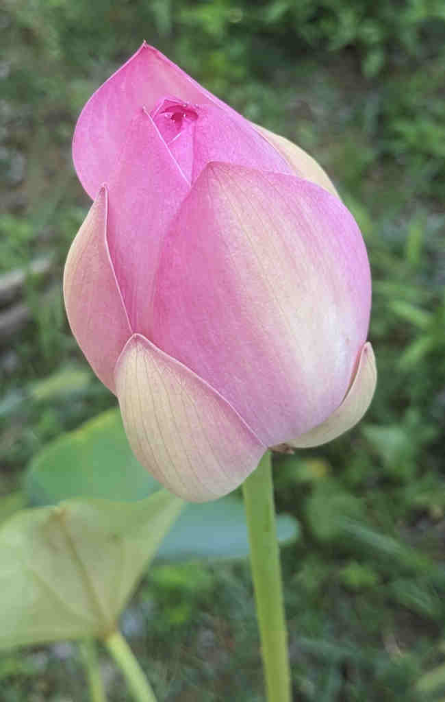 Rosa Lotusblüte vor grünem Hintergrund