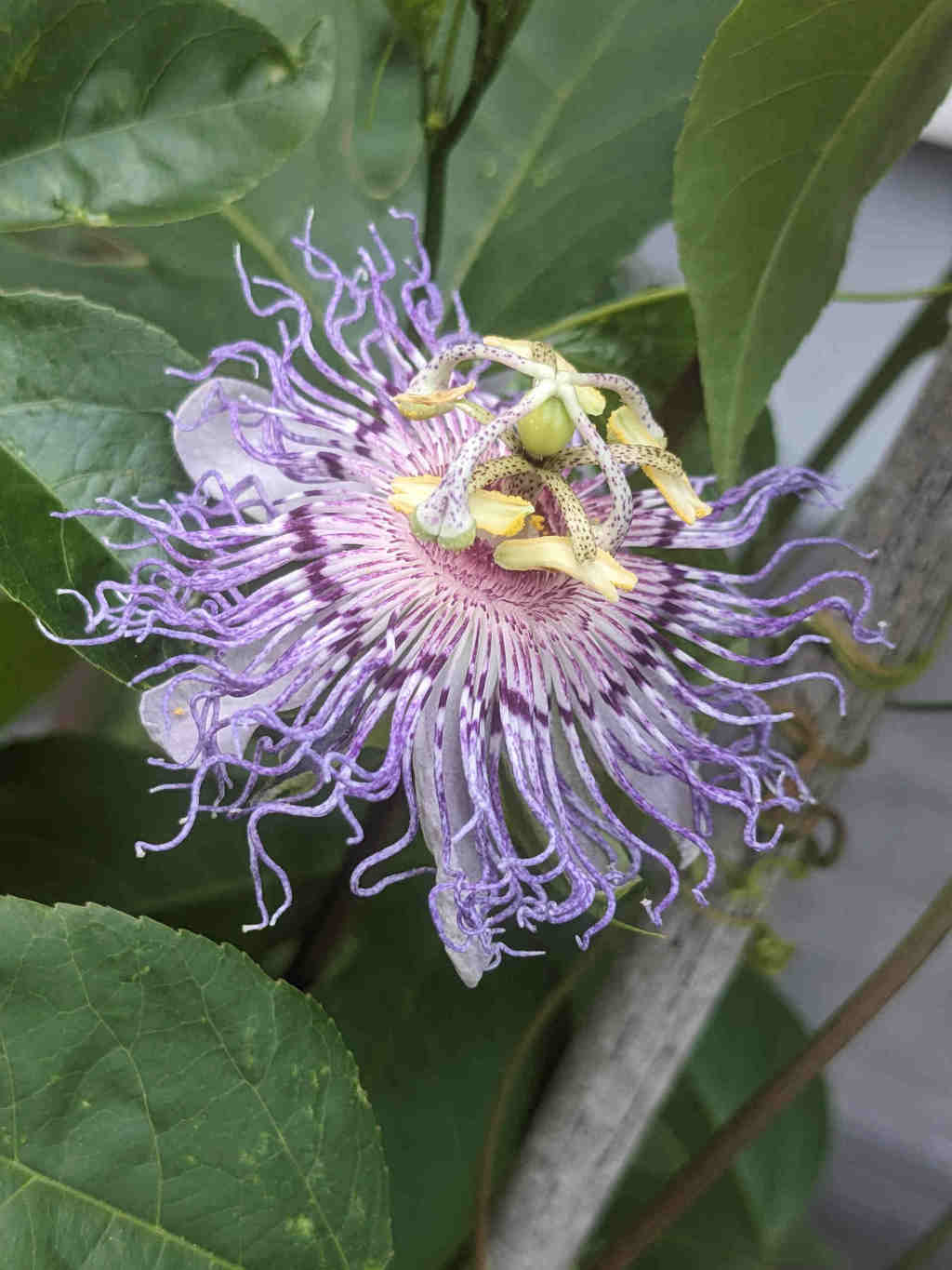 Nahaufnahme einer violett-weißen Passionsblume